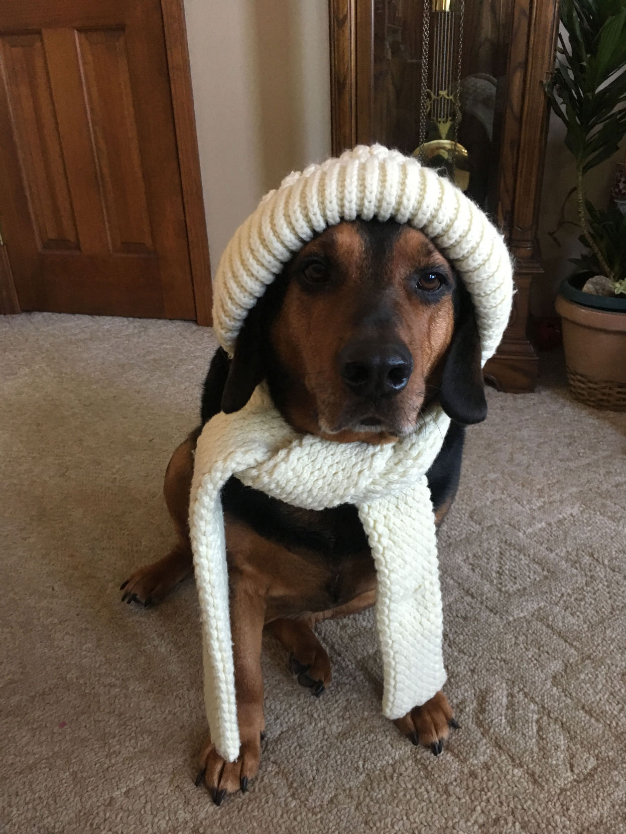 The Times Cutest Pets of Winter 2018